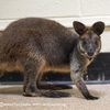 NYC Woman Regifts Wallaby Somebody Gave Her